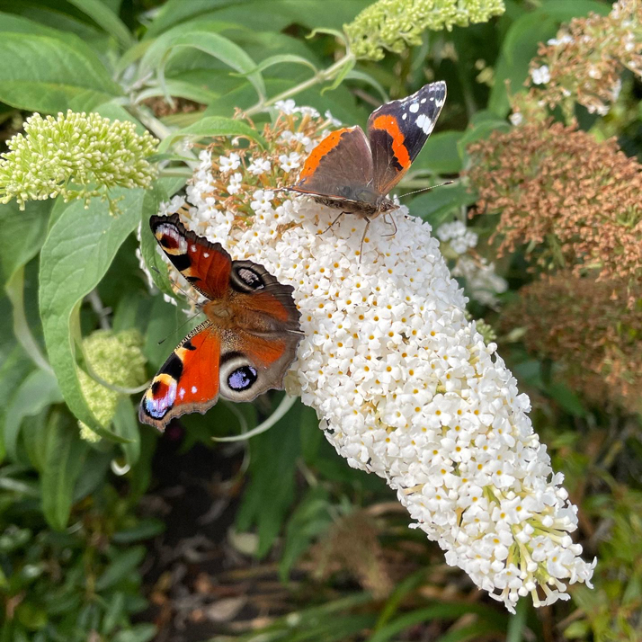 Butterflies on flowers